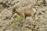 Bighorn Sheep