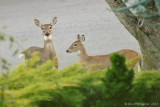 Resident White-tailed Deer