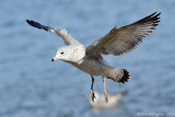 Ring-billed Gull