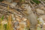 Uinta Ground Squirrel