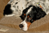 Bodie