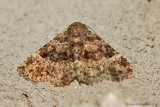 Common fungus Moth (Metalectra discalis) #8499 - 2013 July 13---0001.jpg