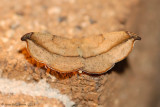 Juniper-Twig-Geometer-(Patalene-olyzonaria)---0002.jpg