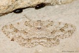Small Engrailed
