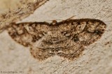 Canadian Melanolophia