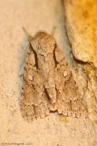 Interrupted-Dagger-(Acronicta-interrupta)---2013-July-22---0116.jpg