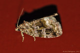 Large Mossy Lithacodia