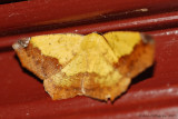 Variable-Antepione-(Antepione-thesoaria)---Male---0120.jpg