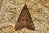 Green-Cloverworm-(Hypena-scabra)---2013-27-July---_0187.jpg