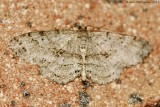 Canadian Melanolophia