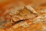 Unspotted Looper