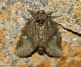 Saddled Prominent