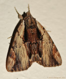 Ultronia-Underwing-(Catocala-ultronia)-#8857--_0211.jpg