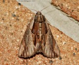 Ultronia-Underwing-(Catocala-ultronia)---2013-July-30---#8857--_0025.jpg