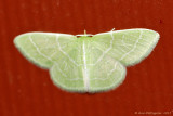 Wavy-lined-Emerald-(Synchlora-aerata)-2013-July-27--0197.jpg