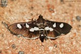 Leaffolder-sp.-(Desmia-sp.)---2013-Aug-8---0082.jpg