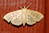 Bold-feathered Grass Moth