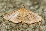 Herpetogramma abdominalis