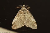 Orgyia sp.