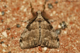 Orgyia sp.