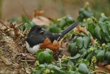 Eastern Towhee