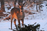 White-tailed Doe 