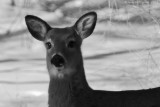 White-tailed Fawn