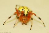 Marbled Orbweaver