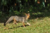 Gray Fox