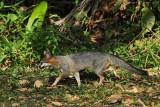 Gray Fox