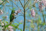 Olive-throated-Parakeet-(Aratinga-nana)---5488.jpg