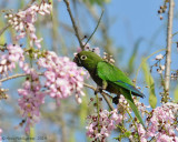Olive-throated-Parakeet-(Aratinga-nana)---5505.jpg
