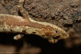 Brown Anole