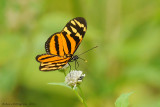 Isabella's Heliconian