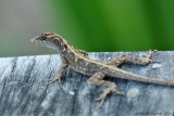 Brown Anole