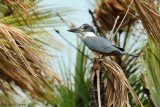 Ringed Kingfisher