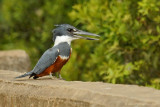 Ringed Kingfisher