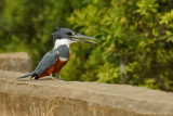 Ringed Kingfisher