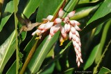 Long-billed Hermit