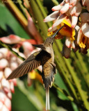 Long-billed Hermit 