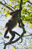 Central American Spider Monkey