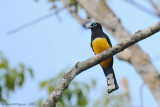 Black-headed Trogon 