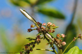 Green-headed Tree Snake