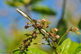 Green-headed Tree Snake