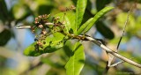 Green-headed Tree Snake