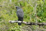 Crane Hawk