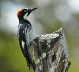 Acorn Woodpecker