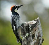 Acorn Woodpecker 