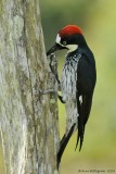 Acorn Woodpecker