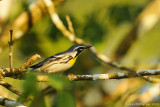 Yellow-throated Warbler
